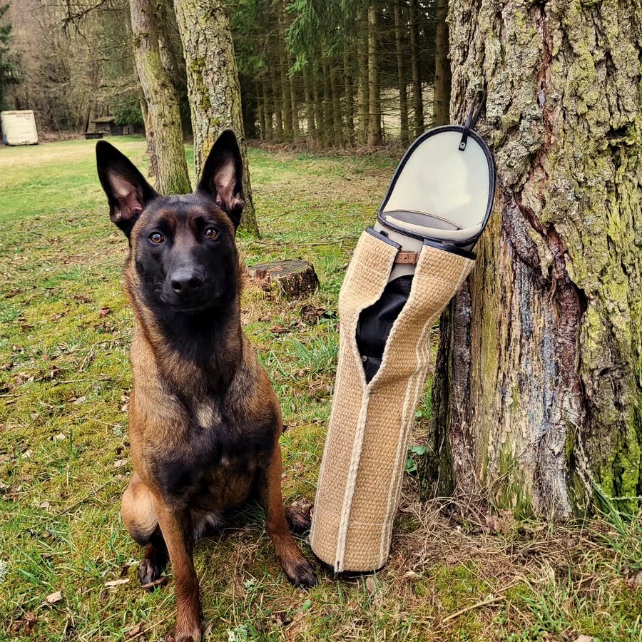 Malinois im Training